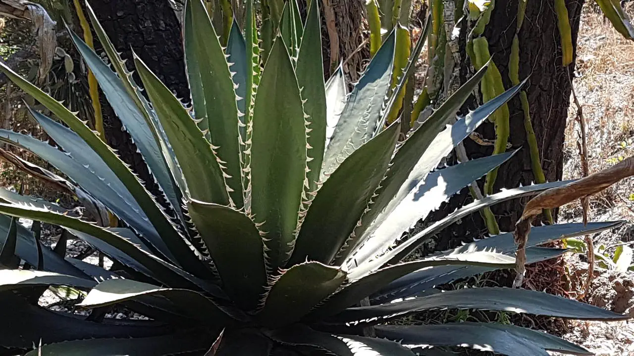 Cuidado Y Plantación Del Agave Consejos Esenciales