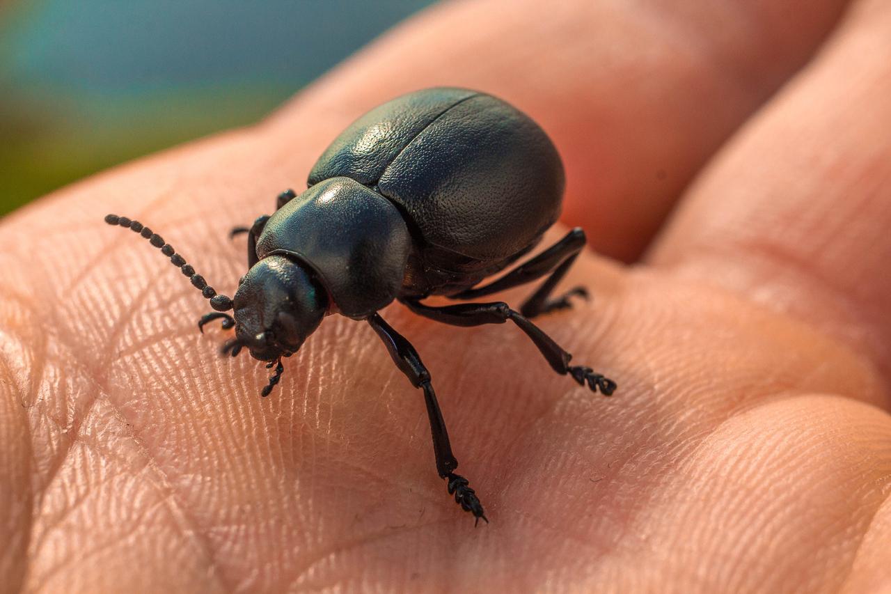 ADIÓS A MALOS OLORES E INSECTOS EN TU BAÑO 